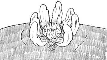 Free download Hanacha 01 video and edit with RedcoolMedia movie maker MovieStudio video editor online and AudioStudio audio editor onlin