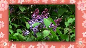Free download Happy Mothers Day.mp4 video and edit with RedcoolMedia movie maker MovieStudio video editor online and AudioStudio audio editor onlin