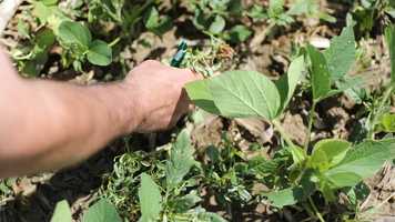 Free download Harrison County Science policy tour video_1 video and edit with RedcoolMedia movie maker MovieStudio video editor online and AudioStudio audio editor onlin