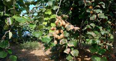 Free download Hazel Tech Launches Trex Technology to Zespri Kiwifruit video and edit with RedcoolMedia movie maker MovieStudio video editor online and AudioStudio audio editor onlin