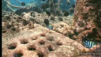 Free download அறிவியல்_ஆத்திச்சூடி_HD 720p video and edit with RedcoolMedia movie maker MovieStudio video editor online and AudioStudio audio editor onlin