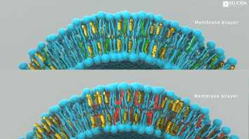 Free download HD EPA DHA Animation video and edit with RedcoolMedia movie maker MovieStudio video editor online and AudioStudio audio editor onlin