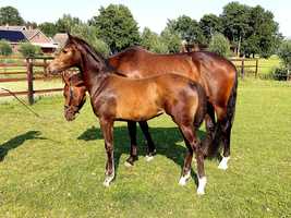 Free download Henkie x Spielberg - Filly Foal video and edit with RedcoolMedia movie maker MovieStudio video editor online and AudioStudio audio editor onlin