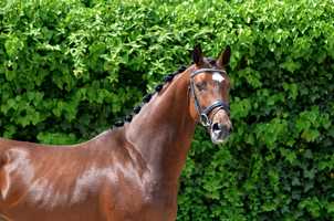 Free download Hennessey x Farrington - Gelding, 165cm, 2017 video and edit with RedcoolMedia movie maker MovieStudio video editor online and AudioStudio audio editor onlin