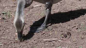 Free download Henry and Anthony by H. Lynn Beck - 30 sec video and edit with RedcoolMedia movie maker MovieStudio video editor online and AudioStudio audio editor onlin