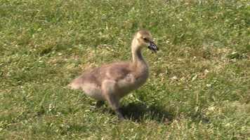 Free download Henry and Anthony by H. Lynn Beck - 90 sec video and edit with RedcoolMedia movie maker MovieStudio video editor online and AudioStudio audio editor onlin