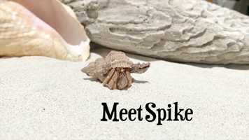 Free download Hermit Crabs Make Great Pets! video and edit with RedcoolMedia movie maker MovieStudio video editor online and AudioStudio audio editor onlin