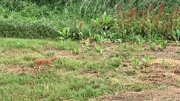 Free download Hey, Thats Not Fawny! video and edit with RedcoolMedia movie maker MovieStudio video editor online and AudioStudio audio editor onlin