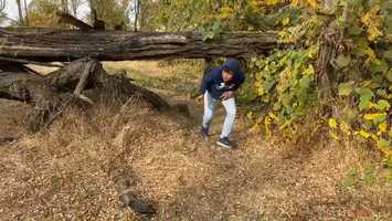 Free download Hiding in the City of Tress  Official Trailer (2020) video and edit with RedcoolMedia movie maker MovieStudio video editor online and AudioStudio audio editor onlin