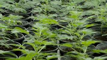 Free download Highly Recommended Trailer video and edit with RedcoolMedia movie maker MovieStudio video editor online and AudioStudio audio editor onlin