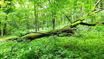 Free download Hiking Slippery Rock Gorge, Pennsylvania video and edit with RedcoolMedia movie maker MovieStudio video editor online and AudioStudio audio editor onlin