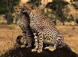 Free download Historias de la vida_Trailer_AppleProRes video and edit with RedcoolMedia movie maker MovieStudio video editor online and AudioStudio audio editor onlin