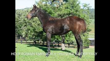 Free download Holy Roman Emperor x Thunder Raider 19 filly video and edit with RedcoolMedia movie maker MovieStudio video editor online and AudioStudio audio editor onlin