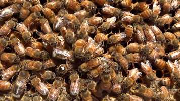 Free download Honey bee Queen Laying Eggs video and edit with RedcoolMedia movie maker MovieStudio video editor online and AudioStudio audio editor onlin