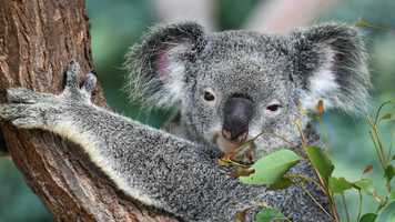 Free download Hotspotter Teddy Craies about Hotspots in Australia video and edit with RedcoolMedia movie maker MovieStudio video editor online and AudioStudio audio editor onlin