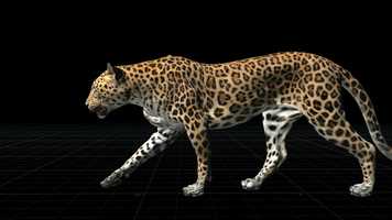 Free download Houdini vellum for leopard CFX sim video and edit with RedcoolMedia movie maker MovieStudio video editor online and AudioStudio audio editor onlin