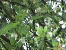 Free download House Wren SONG video and edit with RedcoolMedia movie maker MovieStudio video editor online and AudioStudio audio editor onlin