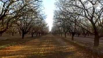 Free download How Phytech Help Select Harvest optimize their trees production and save water video and edit with RedcoolMedia movie maker MovieStudio video editor online and AudioStudio audio editor onlin