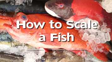 Free download How to Scale a Fish video and edit with RedcoolMedia movie maker MovieStudio video editor online and AudioStudio audio editor onlin