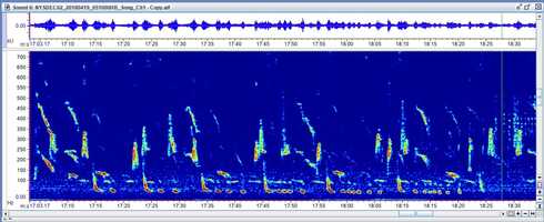 Free download Humpback Whale Song video and edit with RedcoolMedia movie maker MovieStudio video editor online and AudioStudio audio editor onlin