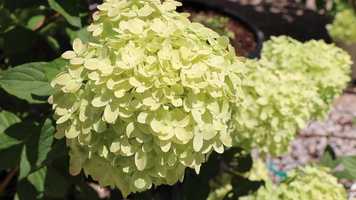 Free download Hydrangea Zone video and edit with RedcoolMedia movie maker MovieStudio video editor online and AudioStudio audio editor onlin