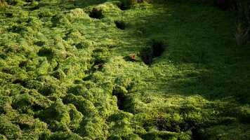 Free download HYDRODAMALIS GIGAS Trailer video and edit with RedcoolMedia movie maker MovieStudio video editor online and AudioStudio audio editor onlin