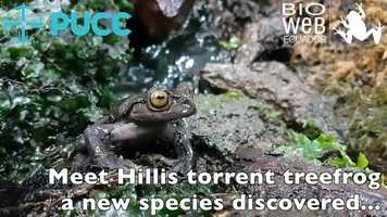 Free download Hyloscirtus hillisi Treefrog video and edit with RedcoolMedia MovieStudio video editor online and AudioStudio audio editor onlin