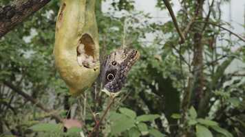 Free download ICARUS | Giorgio Andreotta Cal | teaser video and edit with RedcoolMedia movie maker MovieStudio video editor online and AudioStudio audio editor onlin