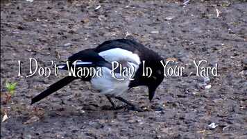 Free download I Dont Wanna Play In Your Yard video and edit with RedcoolMedia movie maker MovieStudio video editor online and AudioStudio audio editor onlin