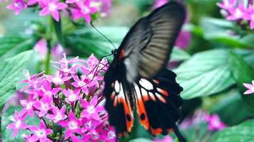 Free download Ima Maia Covers Butterfly Fly Away video and edit with RedcoolMedia movie maker MovieStudio video editor online and AudioStudio audio editor onlin