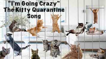 Free download im Going Crazy (The Kitty Quarantine Song) video and edit with RedcoolMedia movie maker MovieStudio video editor online and AudioStudio audio editor onlin