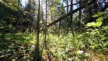 Free download Importance of Nature, Relaxing music with 3D sounds video and edit with RedcoolMedia movie maker MovieStudio video editor online and AudioStudio audio editor onlin