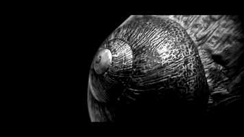 Free download In Aeternam  Extract video and edit with RedcoolMedia movie maker MovieStudio video editor online and AudioStudio audio editor onlin