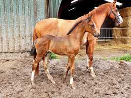 Free download Indian Rock x Osmium - Filly Foal video and edit with RedcoolMedia movie maker MovieStudio video editor online and AudioStudio audio editor onlin