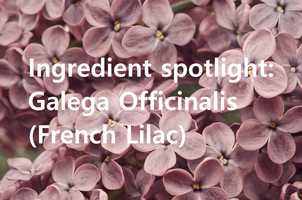 Free download Ingredient spotlight: Galega Officinalis (French Lilac) video and edit with RedcoolMedia movie maker MovieStudio video editor online and AudioStudio audio editor onlin
