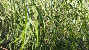 Free download In my fathers garden_trailer video and edit with RedcoolMedia movie maker MovieStudio video editor online and AudioStudio audio editor onlin