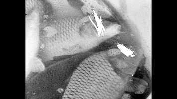 Free download In Shallow Water / V plytkej vode (trailer) video and edit with RedcoolMedia movie maker MovieStudio video editor online and AudioStudio audio editor onlin