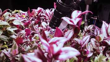 Free download Institute for Inconspicuous Languages: Reading Lips - pela Petrič video and edit with RedcoolMedia movie maker MovieStudio video editor online and AudioStudio audio editor onlin