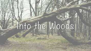 Free download Into the Woods | Panasonic GH5 + Laowa 17mm | 4K video and edit with RedcoolMedia movie maker MovieStudio video editor online and AudioStudio audio editor onlin