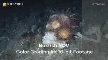 Free download Introducing the Newest Technological Update in Underwater Robotics - Cinematic Boxfish ROV! video and edit with RedcoolMedia movie maker MovieStudio video editor online and AudioStudio audio editor onlin