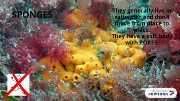 Free download INVERTEBRATES WORLD video and edit with RedcoolMedia movie maker MovieStudio video editor online and AudioStudio audio editor onlin