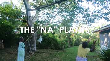 Free download Island Food: The Na Plants video and edit with RedcoolMedia movie maker MovieStudio video editor online and AudioStudio audio editor onlin
