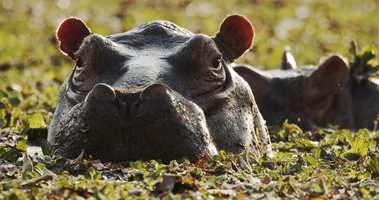 Free download Island of the Hippos (TRAILER) video and edit with RedcoolMedia movie maker MovieStudio video editor online and AudioStudio audio editor onlin