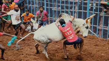 Free download Jallikattu - The Festival of the Untameable Spirit - Documentary Trailer video and edit with RedcoolMedia movie maker MovieStudio video editor online and AudioStudio audio editor onlin