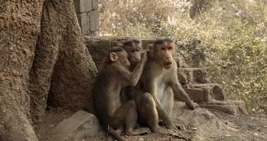 Free download Javada Film - Our Journey to Mumbai video and edit with RedcoolMedia movie maker MovieStudio video editor online and AudioStudio audio editor onlin