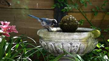 Free download JaysHummers w-music video and edit with RedcoolMedia movie maker MovieStudio video editor online and AudioStudio audio editor onlin