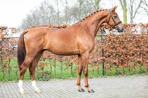 Free download Jazz x Vivaldi - Gelding, 170cm, 2017 video and edit with RedcoolMedia movie maker MovieStudio video editor online and AudioStudio audio editor onlin