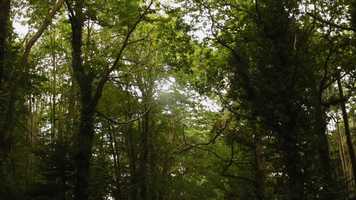 Free download je suis un arbre BA video and edit with RedcoolMedia movie maker MovieStudio video editor online and AudioStudio audio editor onlin