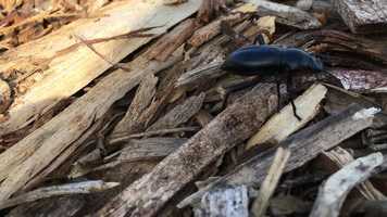 Free download J_Moore_movie_making_merit_badge video and edit with RedcoolMedia movie maker MovieStudio video editor online and AudioStudio audio editor onlin