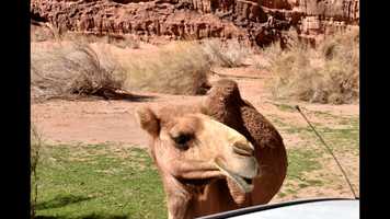 Free download Jordanie-2020-Teaser video and edit with RedcoolMedia movie maker MovieStudio video editor online and AudioStudio audio editor onlin